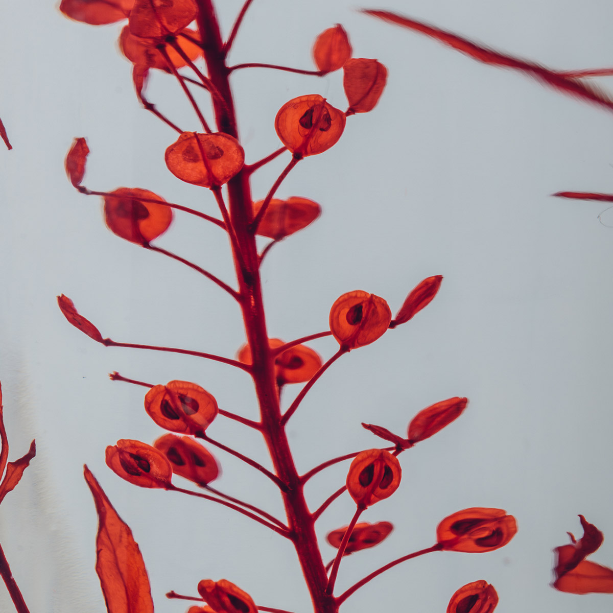 Théophile Berthon Herbarium Lepidium rouge plante immergée déco