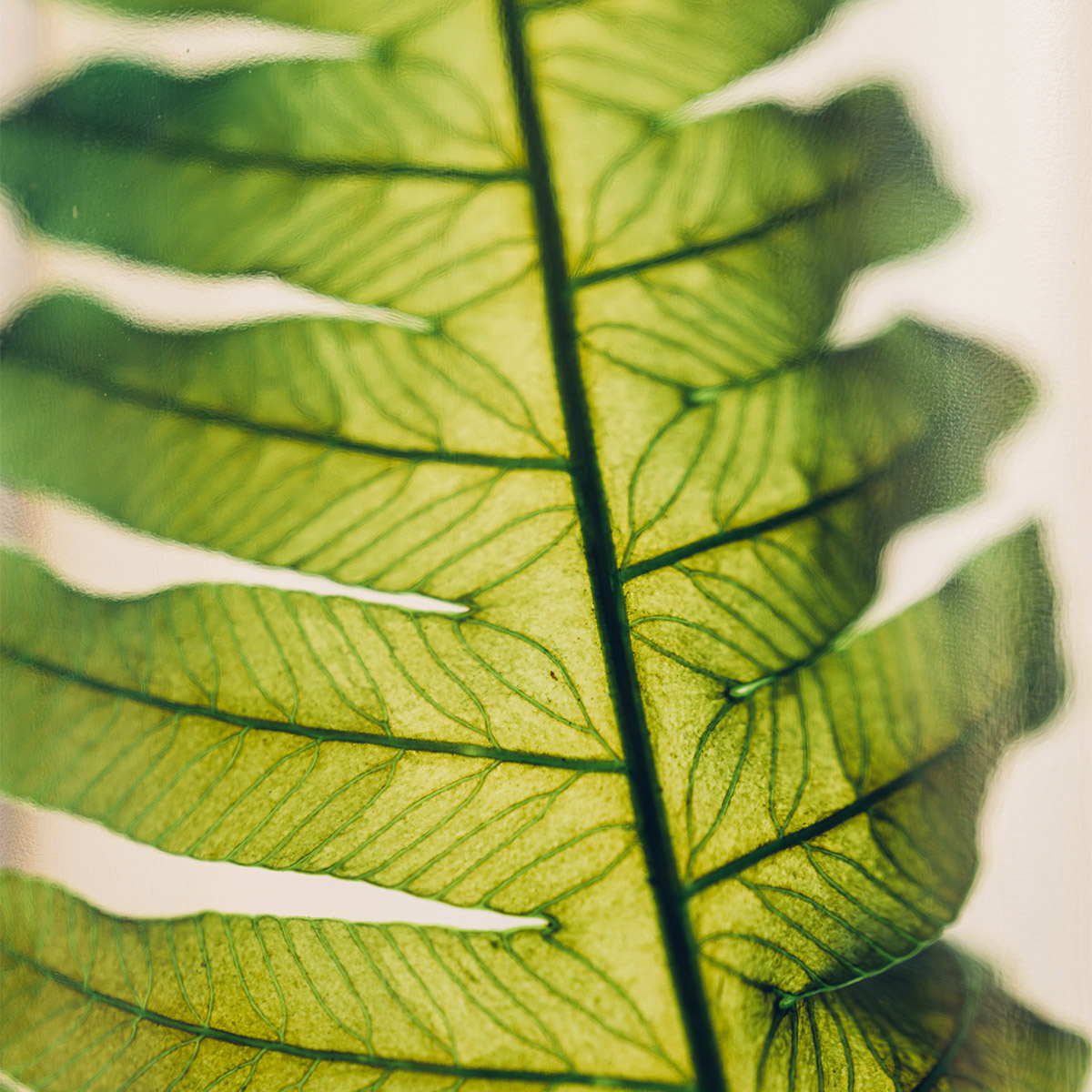 Theophile Berthon Herbarium Argyrea fougère plante immergée