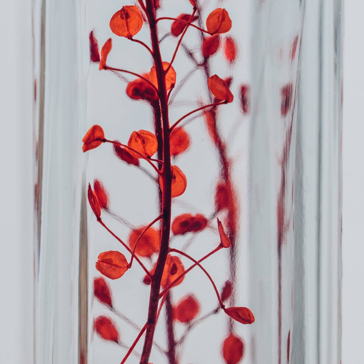 Théophile Berthon Herbarium Lepidium rouge plante immergée déco