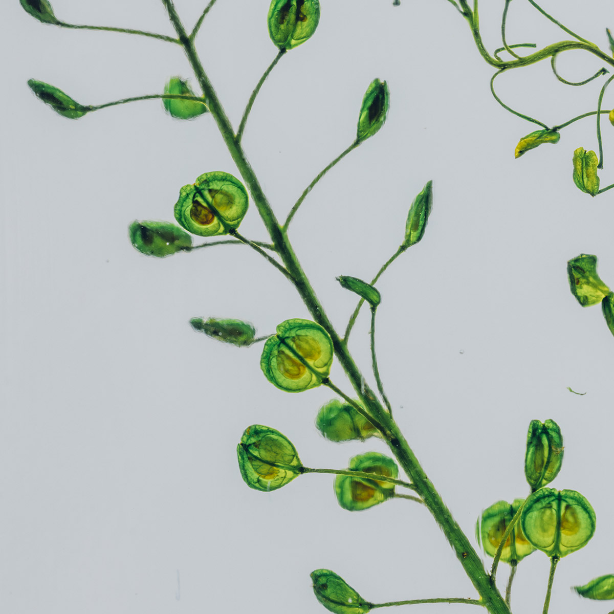 Théophile Herbarium Lepidium Vert plante immergée déco