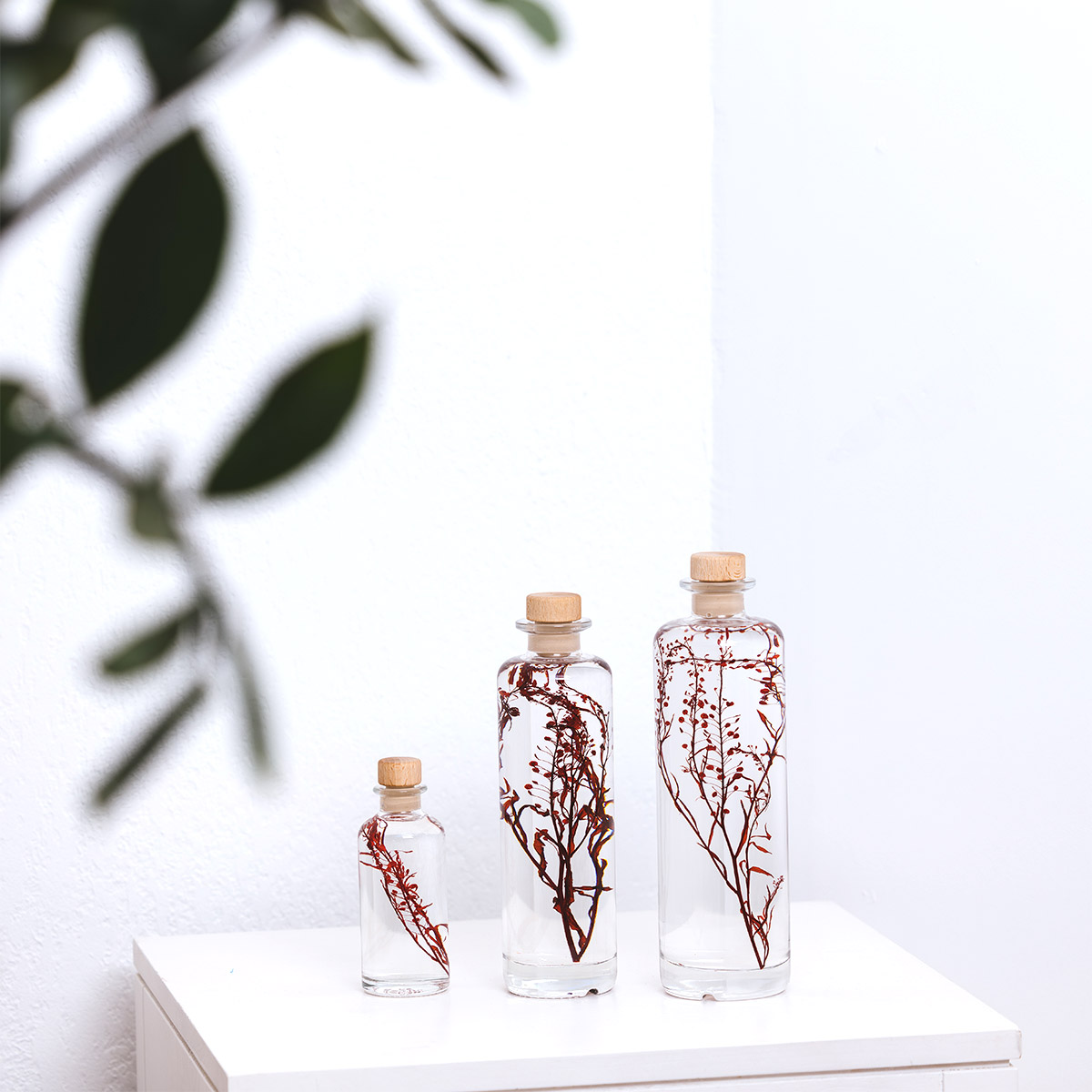 Théophile Berthon Herbarium Lepidium rouge plante immergée déco