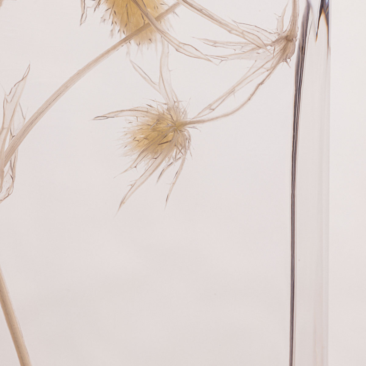 Théophile Berthon Herbarium petit chardon blanc plante immergée