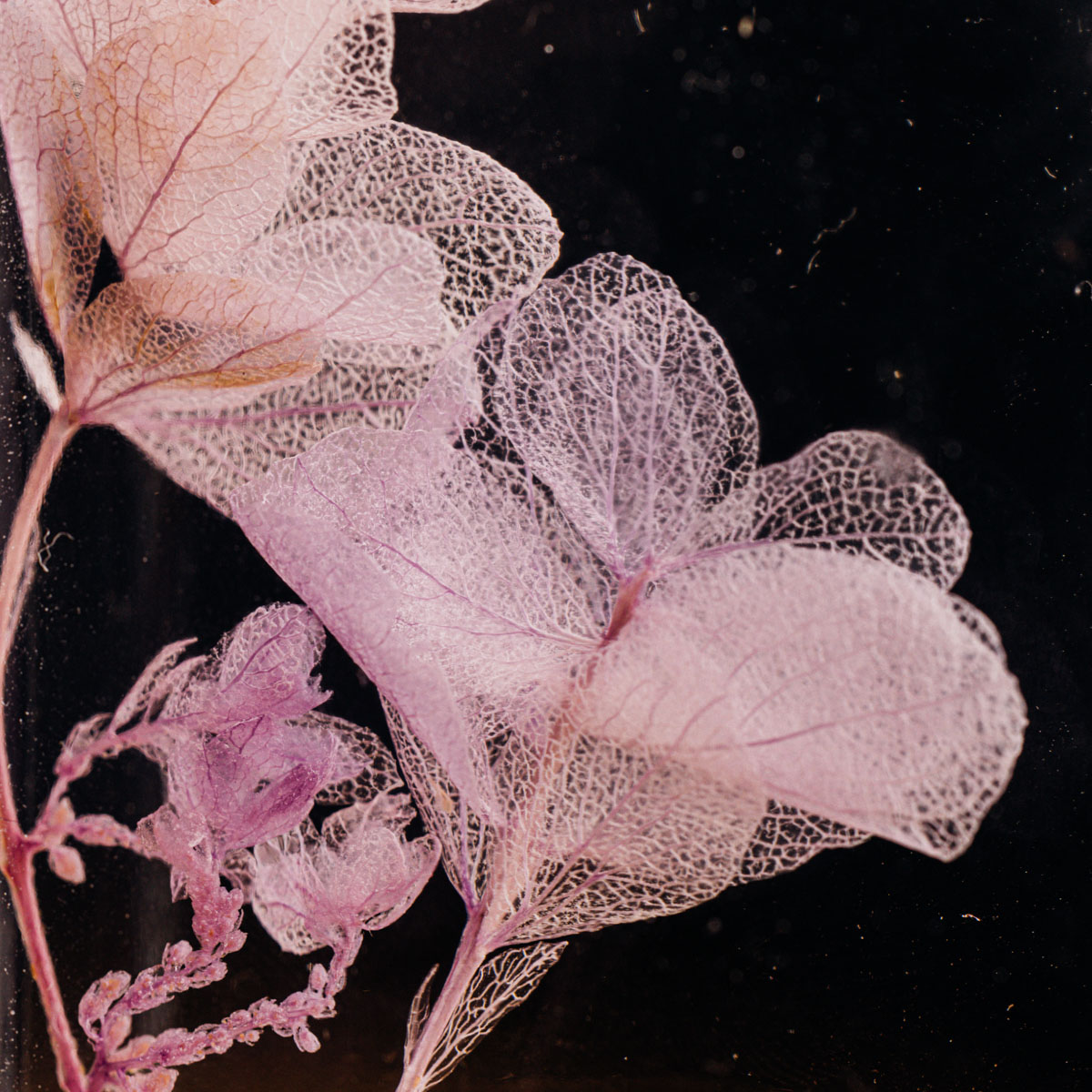 Théophile Berthon Herbarium hortensia lilas feuille chêne immergé