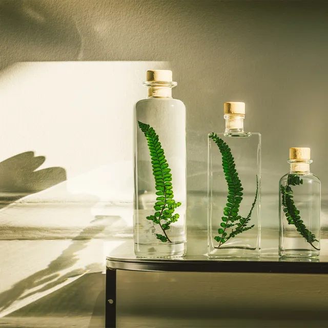 Théophile Berthon Herbarium fougère felci verte plante immergée