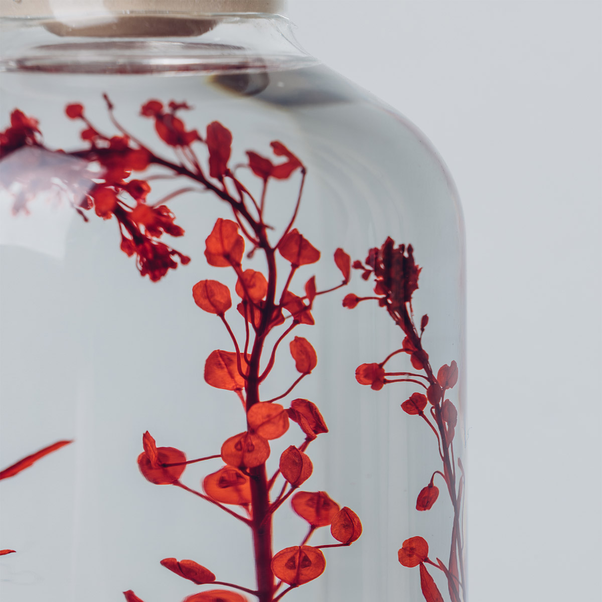 Théophile Berthon Herbarium Lepidium rouge plante immergée déco