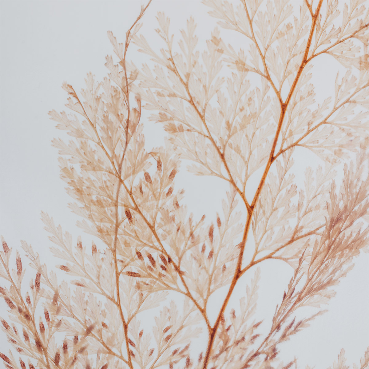 Théophile Berthon Plantes Immergées Capsule Signature Flocon Blush herbier