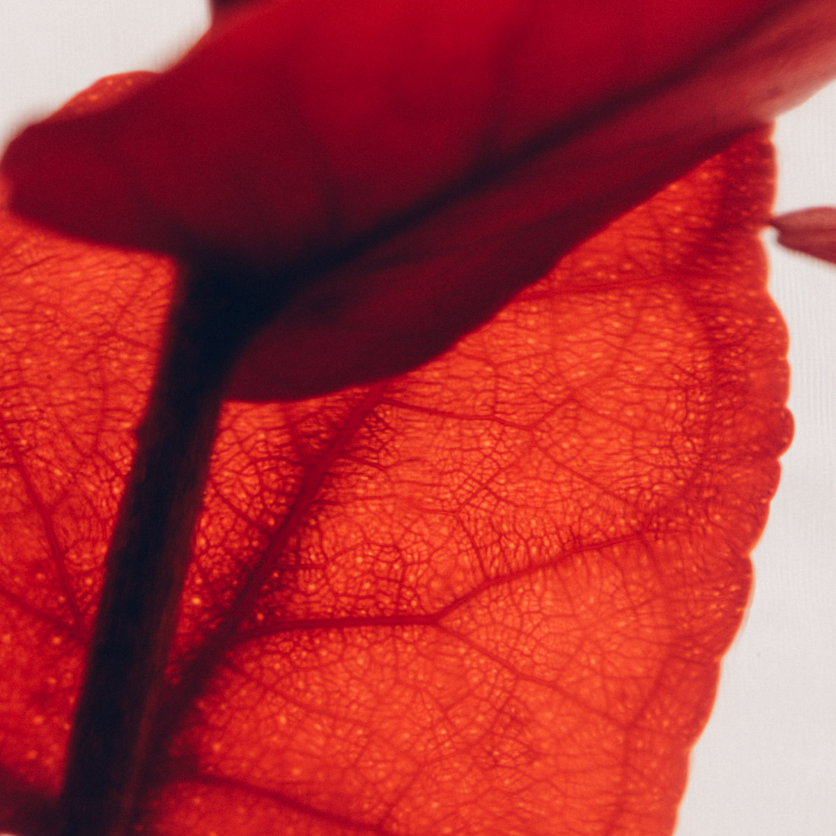 Théophile Berthon Herbarium plante immergée eucalyptus rouge