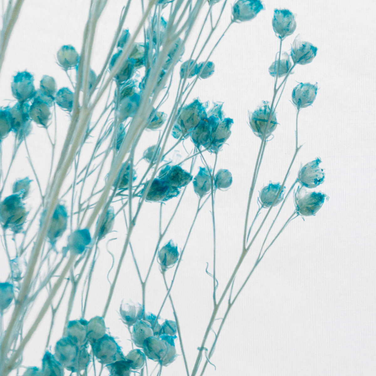 Théophile Berthon Broom Bloom XL plante immergée turquoise 3L