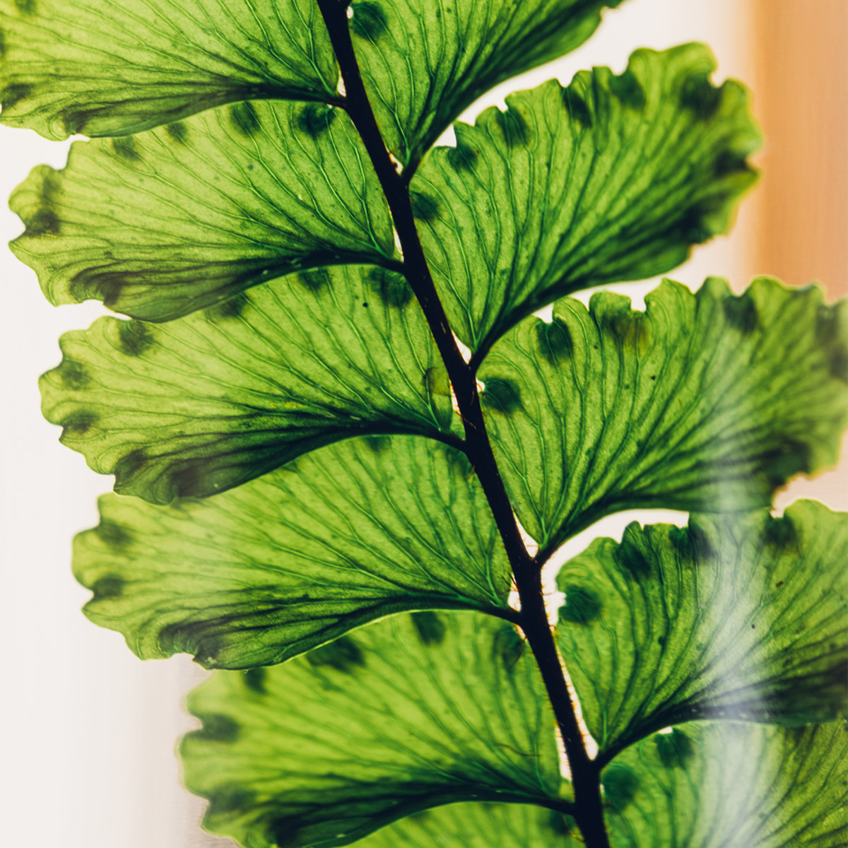 Théophile Berthon Herbarium fougère felci verte plante immergée