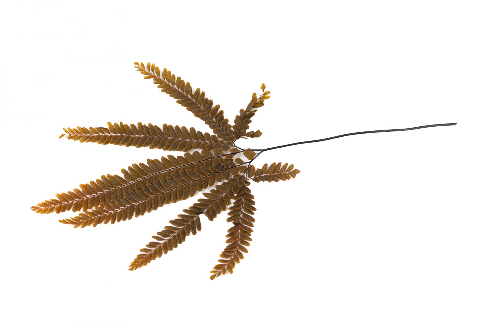 THEOPHILE BERTHON Herbarium Signature Felci Ambre plante