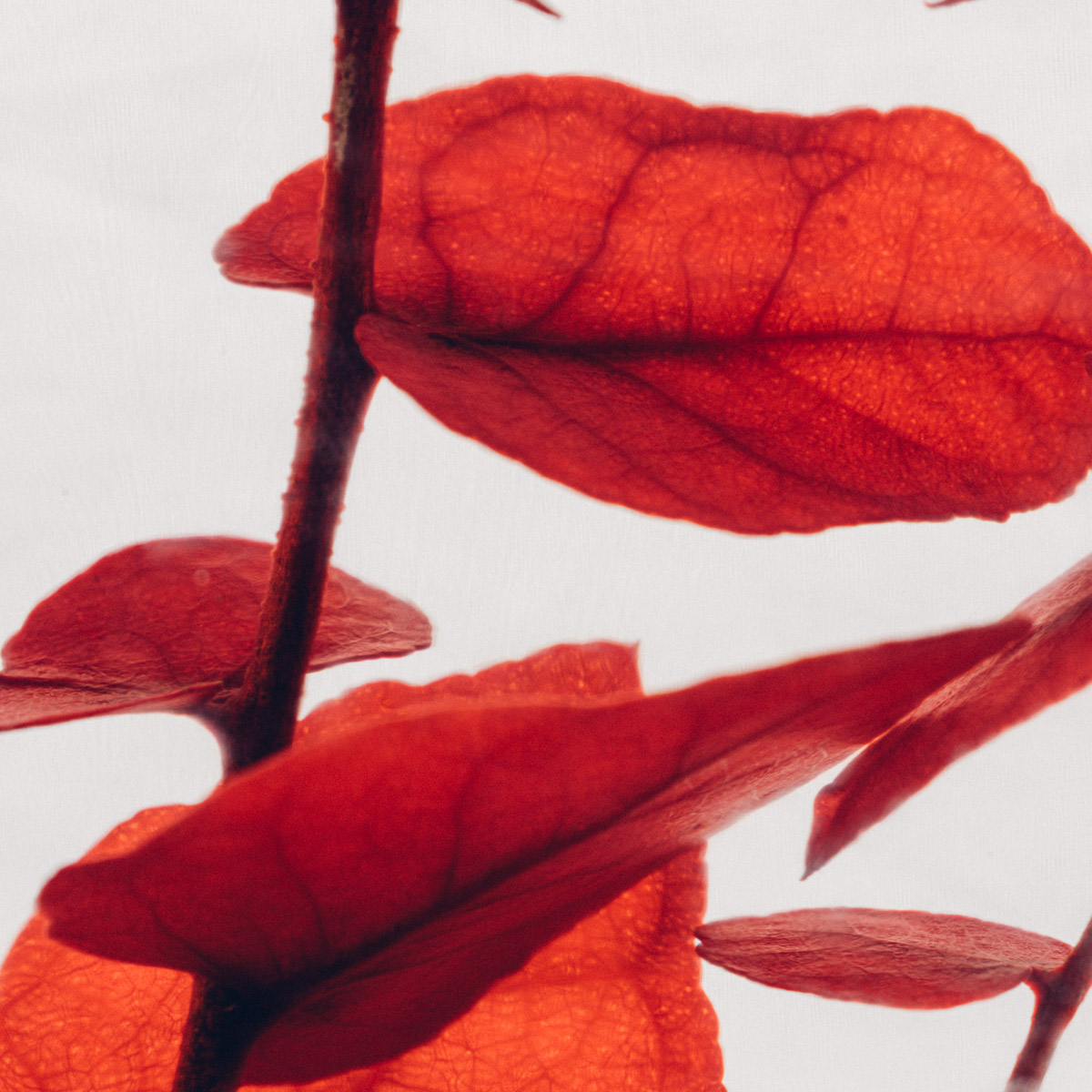 Théophile Berthon Herbarium plante immergée eucalyptus rouge