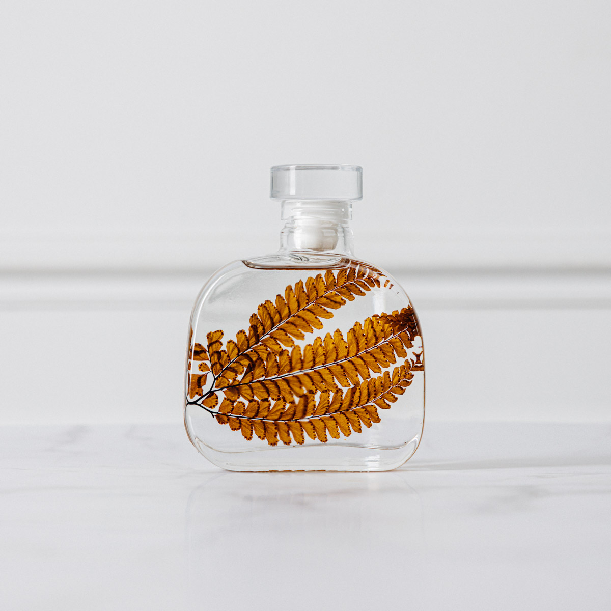 THEOPHILE BERTHON Herbarium Signature Felci Ambre plante