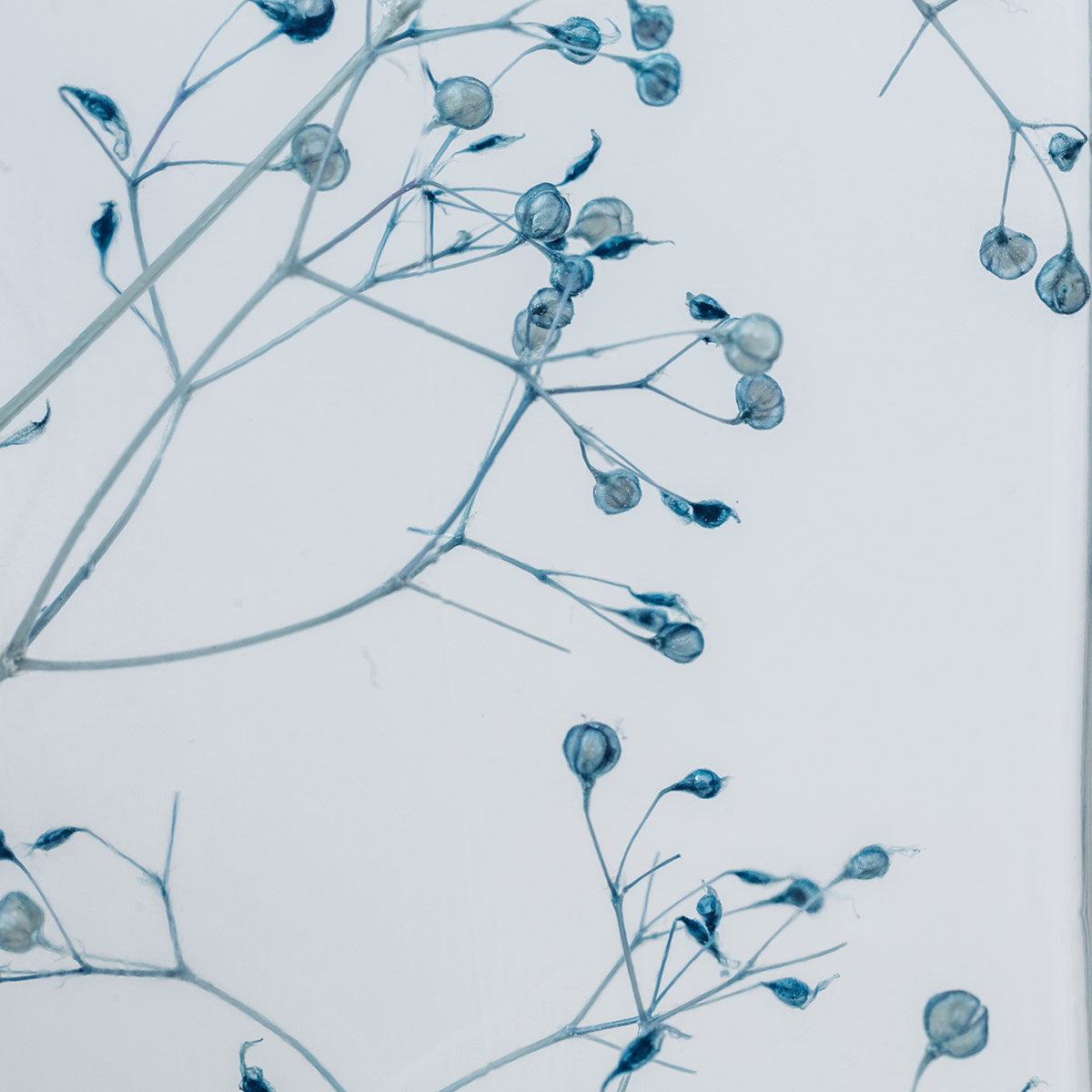 Théophile Berthon Herbarium Diptyque Broom Gypsophile Plante H10+H17