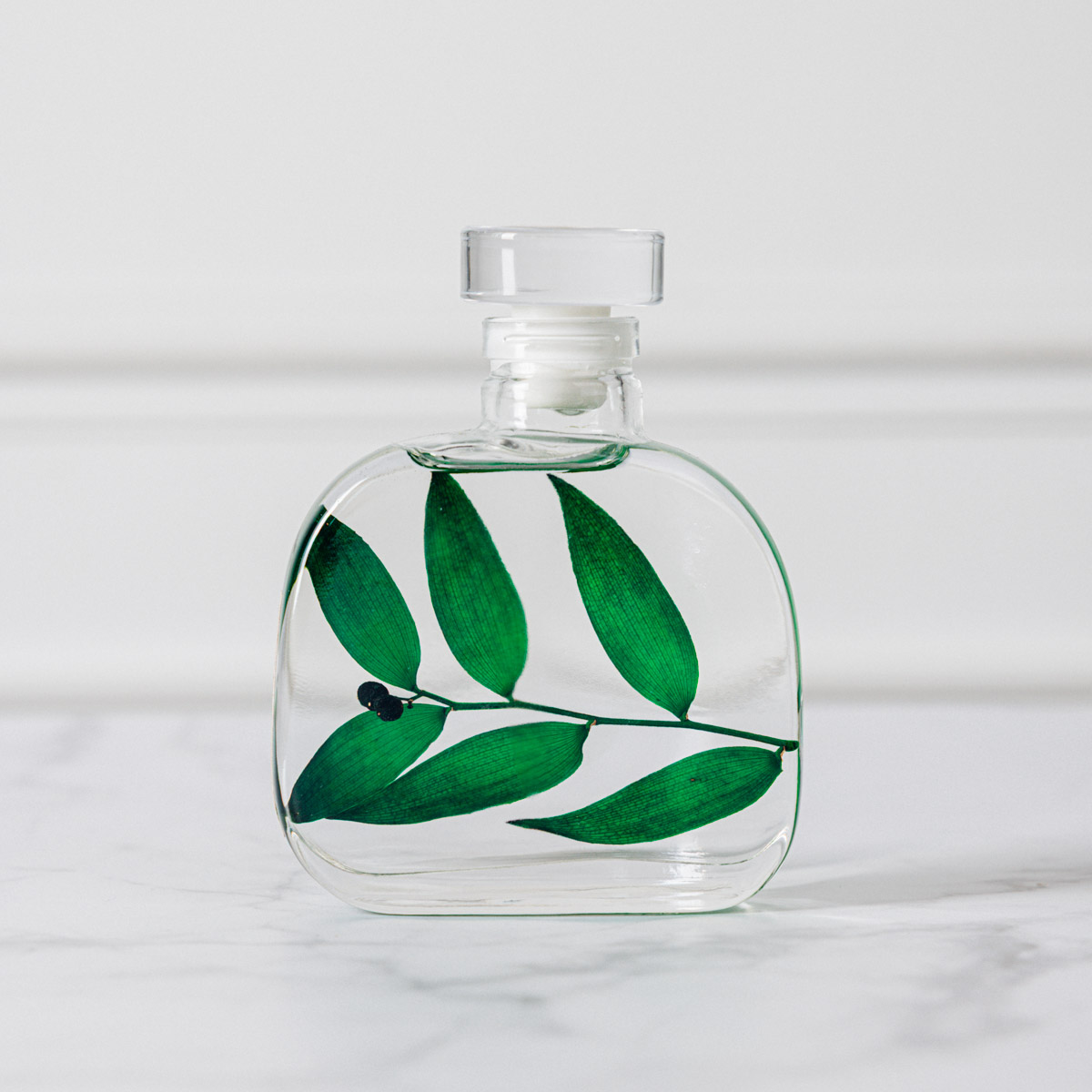 THEOPHILE BERTHON Herbarium Capsule Ruscus vert plante