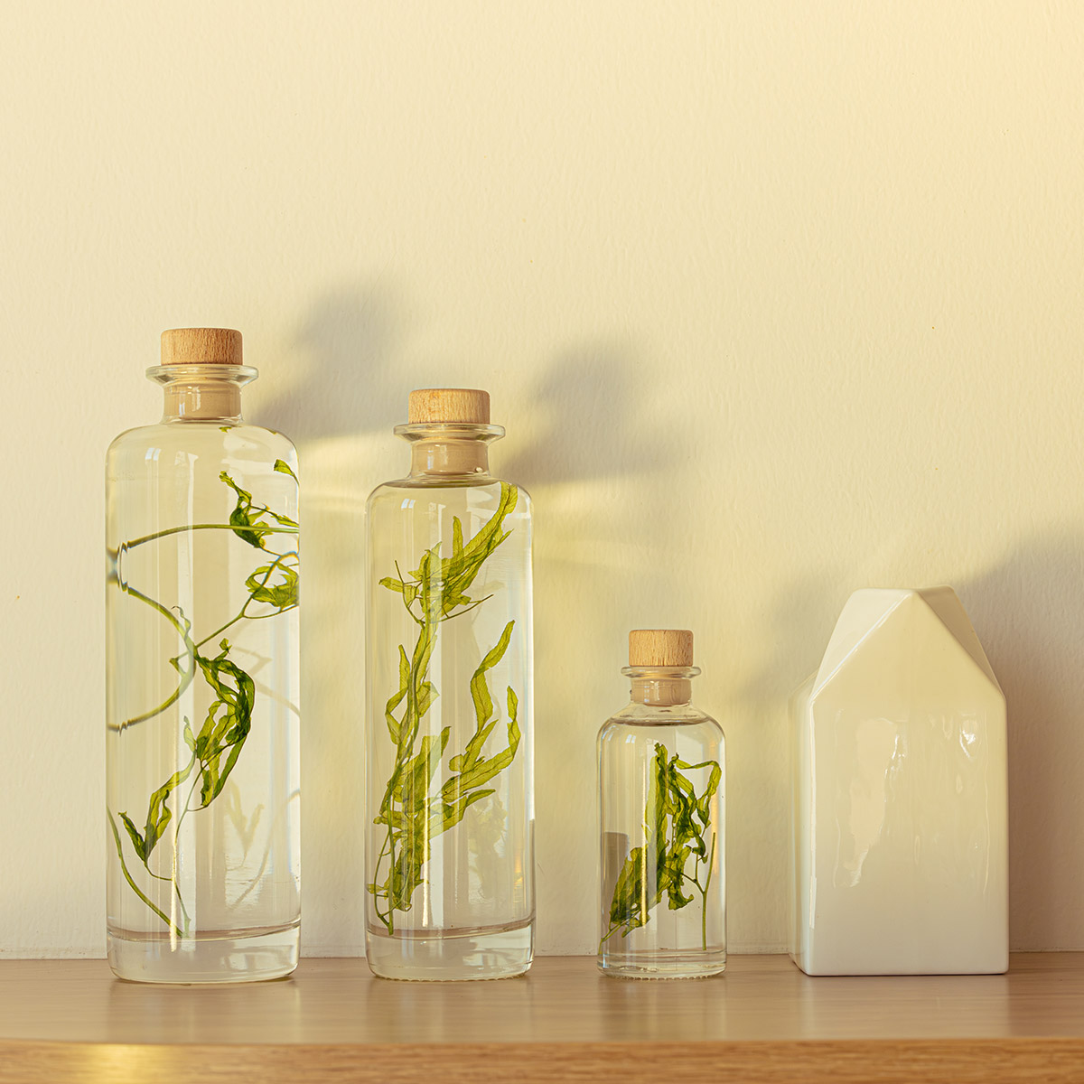 Théophile Berthon Herbarium Algue Aquatique Plante Immergée Verte
