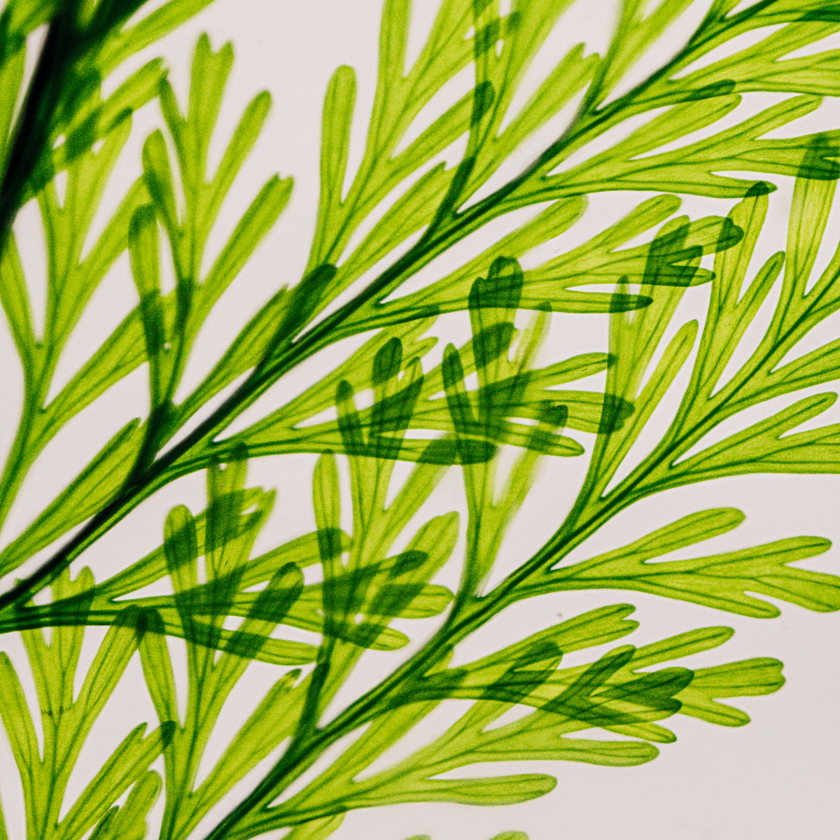 Théophile Berthon Herbarium Fougère Tabalia Verte Plante Immergée