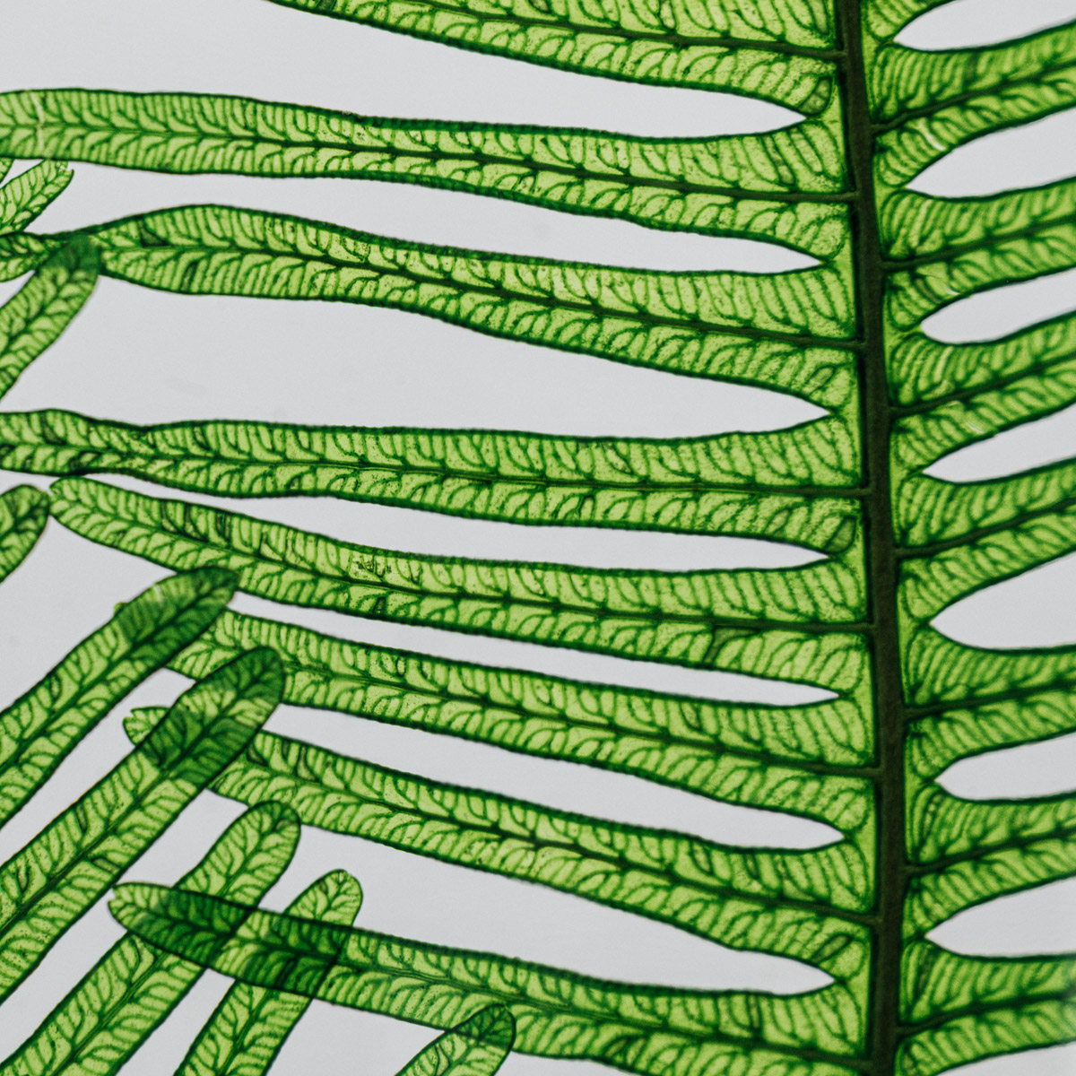 Théophile Berthon Herbarium XL fougère montagnes vertes 3L plante