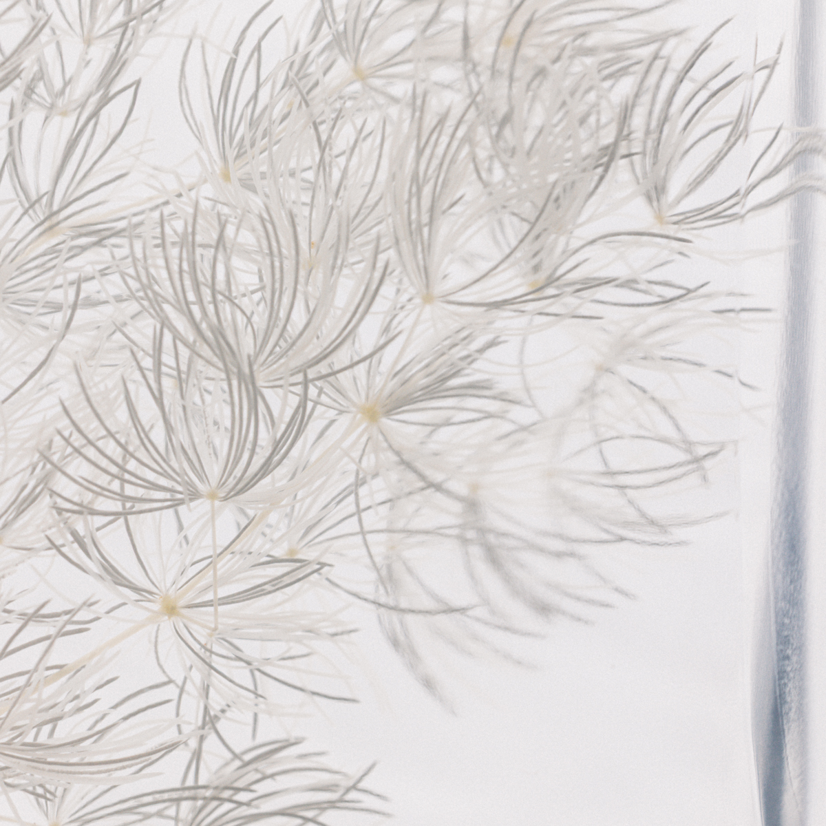 THEOPHILE BERTHON Ming Fern blanc plante immergée capsule