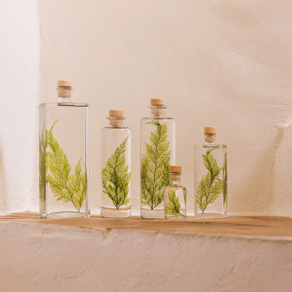 Théophile Berthon Herbarium Fougère Tabalia Verte Plante Immergée