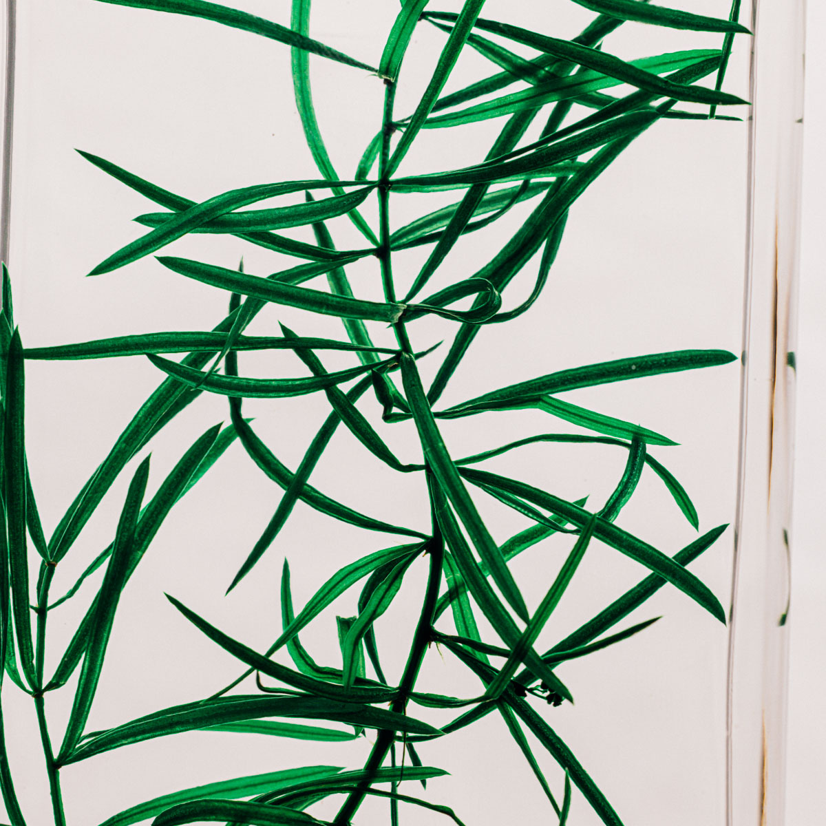 Théophile Berthon Plantes Immergées herbarium asparagus vert
