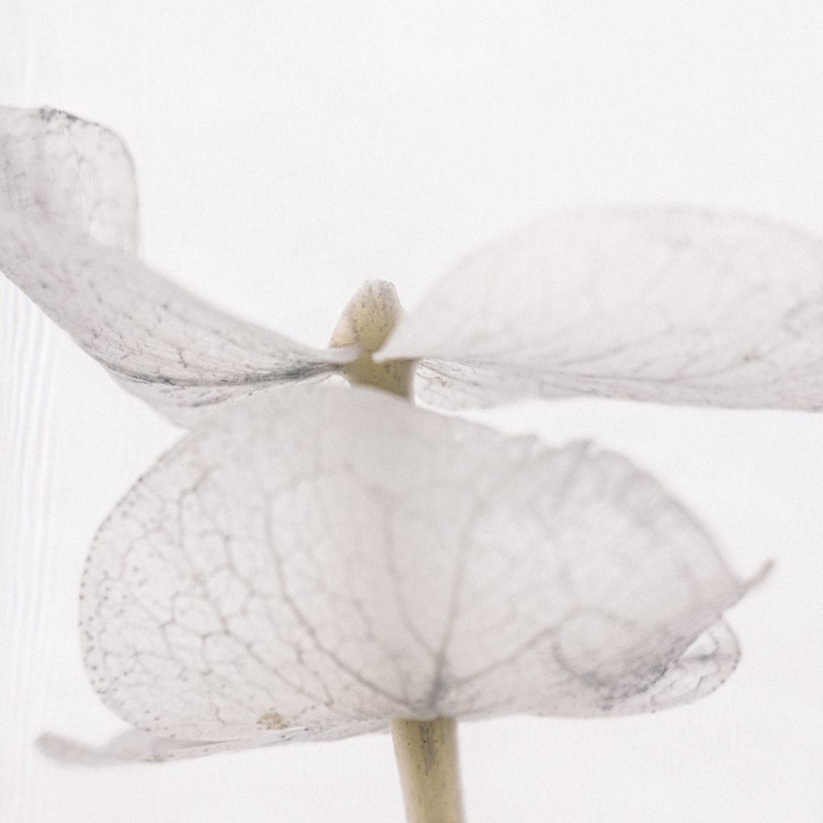 Théophile Berthon Herbarium XL Eucalyptus blanc 3L plante immergée