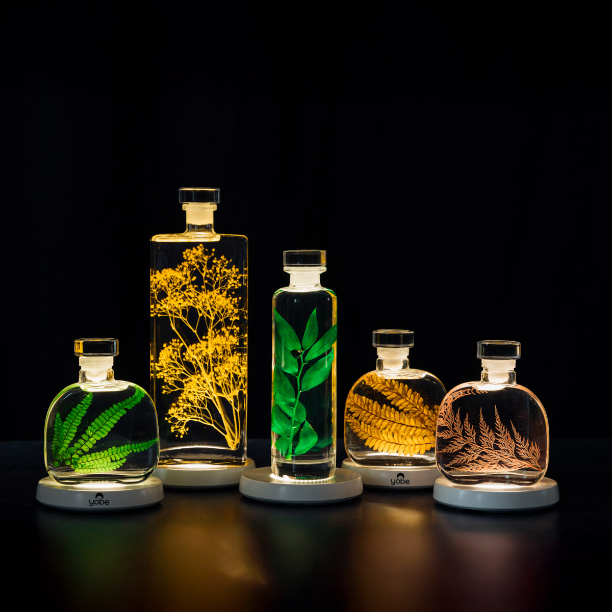 THEOPHILE BERTHON Herbarium Signature Felci Ambre plante