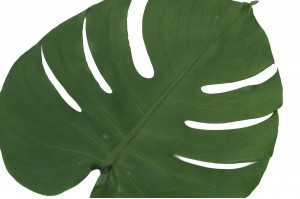 Théophile Berthon Herbarium XL Monstera 3 litres plante immergée