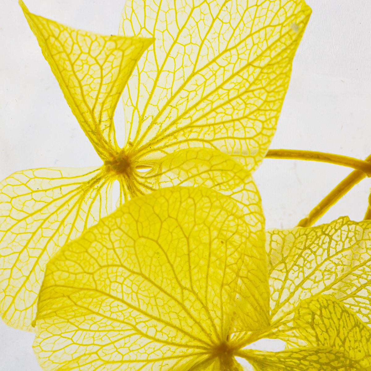 Théophile Herbarium Hortensia Jaune fleur immergée déco