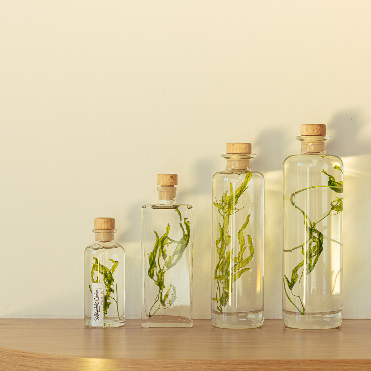 Théophile Berthon Herbarium Algue Aquatique Plante Immergée Verte