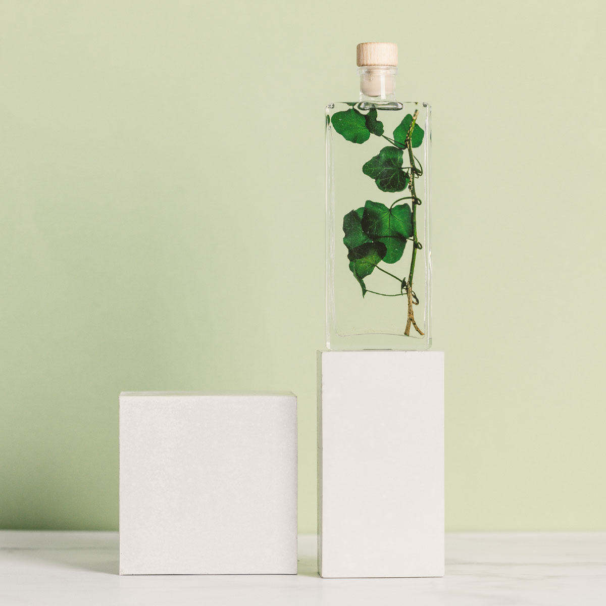 THEOPHILE BERTHON Lierre Hélix plante immergée déco