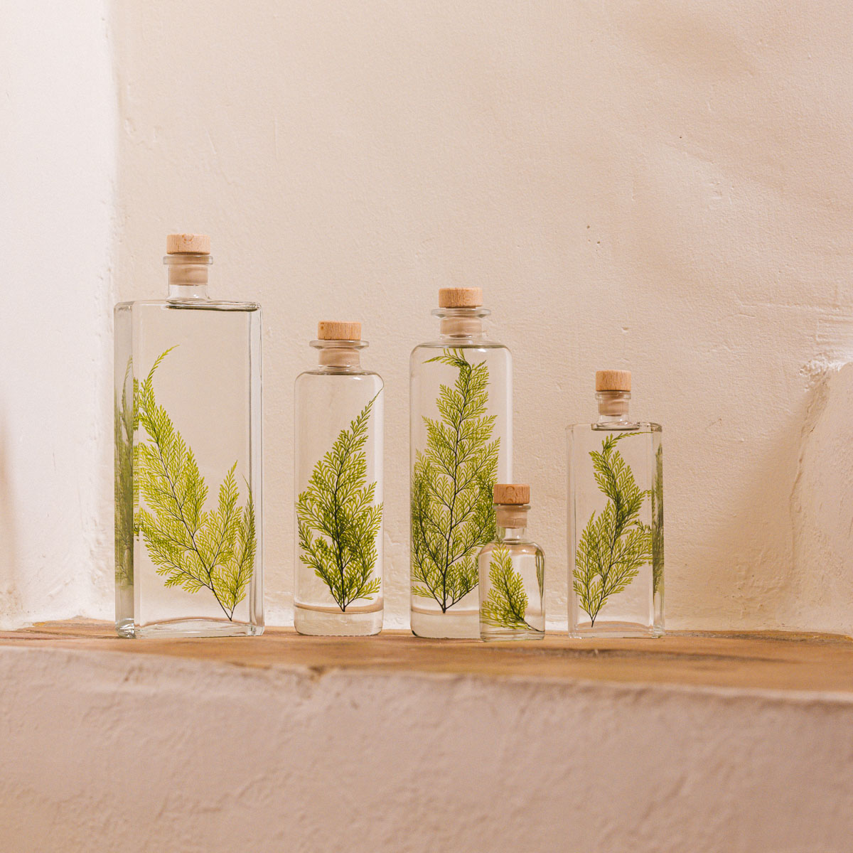 Théophile Berthon Herbarium Fougère Tabalia Verte Plante Immergée