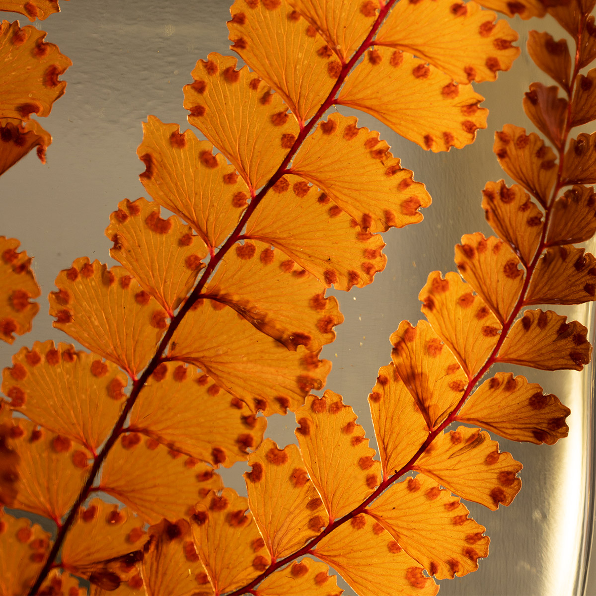 Théophile Berthon Herbarium Capsule Felci rouge boisée plante