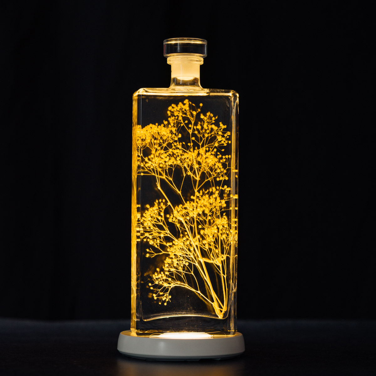 THEOPHILE BERTHON Herbarium Gypsophile Safran plante immergée safran